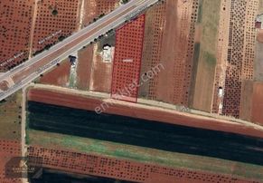 Havalimanı Yolu Üzerinde Satlık 7698m2 Zeytin Bahçesi