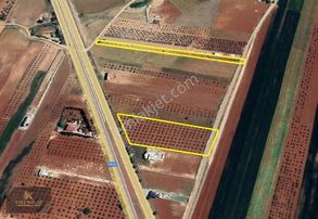 Havalimanı Yolu Üzerinde Satlık 7698m2 Zeytin Bahçesi