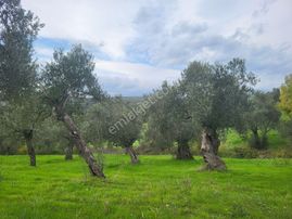 Havran Hamambaşında Satılık 1.700 M2 Zeytin Bahçesi