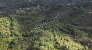 Century21'den Perşembe Çaytepe'de Fındık Bahçesi