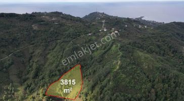 Century21'den Perşembe Çaytepe'de Fındık Bahçesi