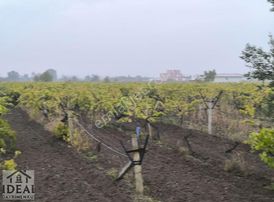 Manisa Yunusemre Muradiye Göksu Yakını 4.200m2 Direkli Bağ