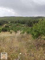 Yatırımlık Yıllık 1.500 Kilo Mahsül Veren Badem Bahçeleri