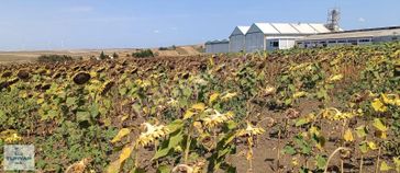 Silivri Kadıköy Mahallesinde 750 M² Satılık Tarla