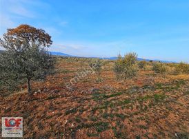 Lobby Fortisten Kale'de 13.450 M2 Tesis Projeli Satlık Zeytinlik