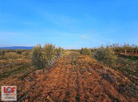 Lobby Fortisten Kale'de 13.450 M2 Tesis Projeli Satlık Zeytinlik