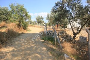 🔴 Aktif'ten Burhaniye Şarköy'de İçerisinde Yapı Bulunan Satılık 3 Dönüm Zeytinlik 🔴🔴