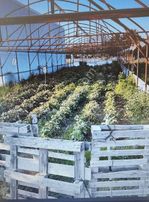 Frang Group'tan - Satılık 279 M2 Köye Yakın Asvalt A Cepheli