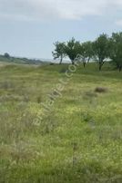 C21 Bal'dan Altıeylül Selimiye Mah.// 11.127m2 Bademlik Tarla