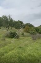 C21 Bal'dan Altıeylül Selimiye Mah.// 11.127m2 Bademlik Tarla