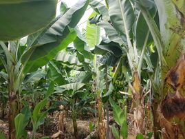 Mersin Anamur Gercebahşiş Satılık Muz Serası