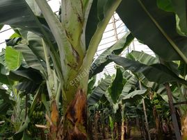 Mersin Anamur Gercebahşiş Satılık Muz Serası