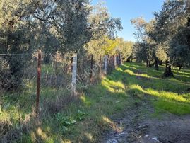 Bursa Emlak Alem-i Çakırlı Da 1.156 M2 Zeytinlik