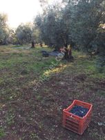 Bursa Nilüfer Gölyazı Da Satılık 6250 M2 Göle Cephe Tarla 12.000.000 Tl