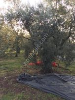 Bursa Nilüfer Gölyazı Da Satılık 6250 M2 Göle Cephe Tarla 12.000.000 Tl