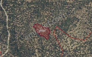 Burhaniye Fırsat Zeytinlik