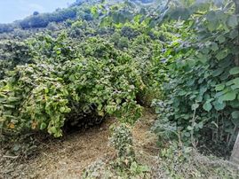 E.g.a Gayrimenkul 3 Dönüm Kumbaşı Deniz Görüyor