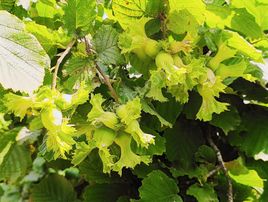 E.g.a Gayrimenkul 3 Dönüm Kumbaşı Deniz Görüyor