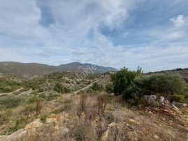 Muğla Datça Yazı’da 8.400 M² Müstakil Tapulu Satılık Kelepir Zeytinlik