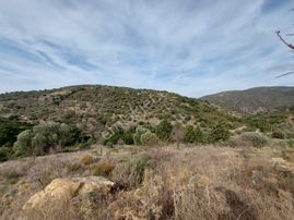 Muğla Datça Yazı’da 8.400 M² Müstakil Tapulu Satılık Kelepir Zeytinlik