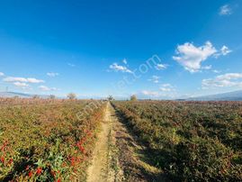 Tc Emlaktan Satılık 10.500 M2 Fırsat Tarla 6 Lıksu !