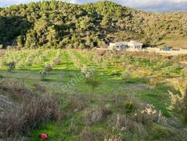 019 Köy Merkezine Yakın İçinde Evi Olan Arazi