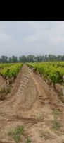 Satılık Bağ Yaşar Emlaktan