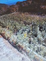 Frang Grouptan Sizlere Olmaz Böyle Dedirtecek 4573 M2 Satılık