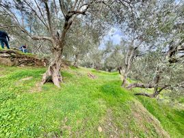 Gümüşden Pınarbaşı Köyünde 1864 M² Köy Meydanına Yakın Zeytinlik