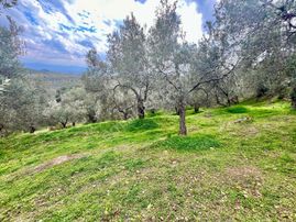 Gümüşden Pınarbaşı Köyünde 1864 M² Köy Meydanına Yakın Zeytinlik