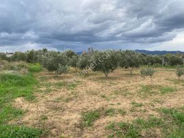 Filibe Gayrimenkulden Merkezin Dibi 910 M2 Tapulu Bahçe Fırsatı