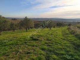 Gölet Manzaralı 250 Zeytin Ağaçlı Müstakil Tarla Çift Yola Cep