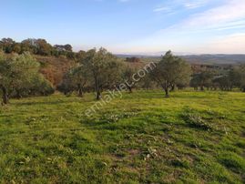 Gölet Manzaralı 250 Zeytin Ağaçlı Müstakil Tarla Çift Yola Cep