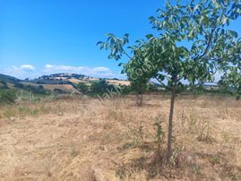 Yenişehir Kızılhisar'da 5843,m2 Suyu Olan Ceviz Bahçesi