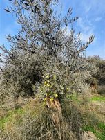 Ali Akdoğan Emlak Ofisinden Acil Satılıktır