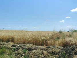 Evrenli Köyü'nde Ana Yola Cephe Satılık 260 M² Hisse Kaçırmayın!