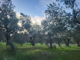 Prefabrik & Bungalow Yapımına Uygun 370 M2 Zeytin Bahçesi