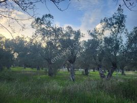 Prefabrik & Bungalow Yapımına Uygun 370 M2 Zeytin Bahçesi