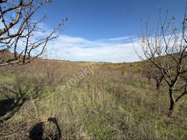 Osmangazi Avdancık’da Satılık Meyve Bahçesi