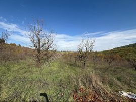Osmangazi Avdancık’da Satılık Meyve Bahçesi