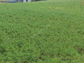 İlyap'tan Sincan Çiçektepede Yatırımlık 1000m2 Arsa