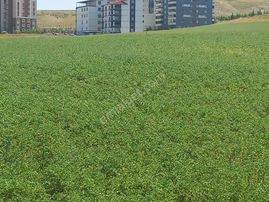 İlyap'tan Sincan Çiçektepede Yatırımlık 1000m2 Arsa