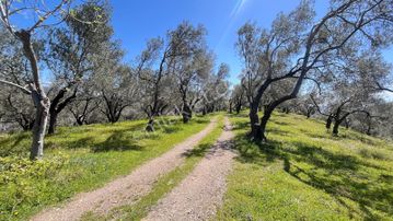 Başaran Emlak'tan Satılık Muhteşem Manzaralı Beyoba'da Zeytinlik