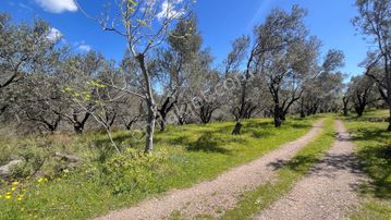 Başaran Emlak'tan Satılık Muhteşem Manzaralı Beyoba'da Zeytinlik