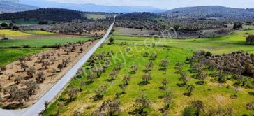 Rw Nefes'ten Burhaniye Şahinler Asfalt Yola Cepheli Zeytinlik