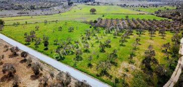 Rw Nefes'ten Burhaniye Şahinler Asfalt Yola Cepheli Zeytinlik