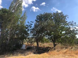 Rw Nefes'ten Şahinler'de 65 Ağaçlı Fırsat Zeytinlik