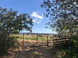 Rw Nefes'ten Şahinler'de 65 Ağaçlı Fırsat Zeytinlik