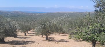 Rw Nefes'ten Pelitköy'de Deniz Manzaralı 5100 M² Zeytinlik