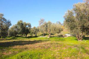 🔴🔴aktiften Burhaniye Kırtıkta Doğa Manzaralı 75 Adet Zeytin Ağacı 8465 M² Satılık Zeytinlik 🔴🔴